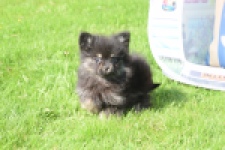 Spitz allemand (reu) 65110
