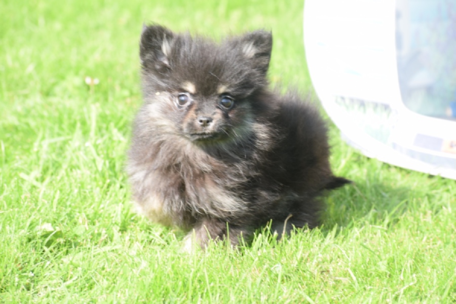Spitz allemand (reu) 65110