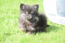 Spitz allemand (reu) 65110