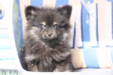 Spitz allemand (reu) 65110
