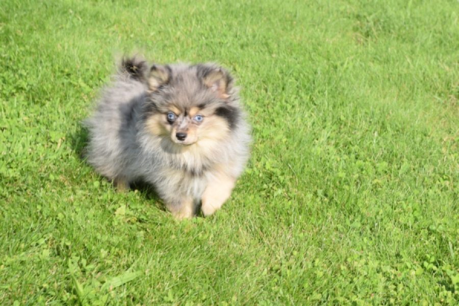 Spitz allemand (teef) 63520