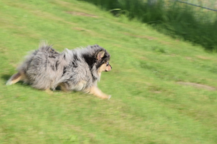Spitz allemand (teef) 63520