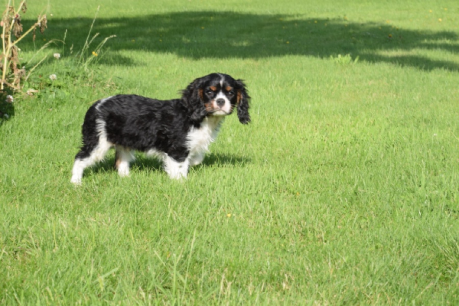 Cavalier King Charles Spaniel (reu) 64663