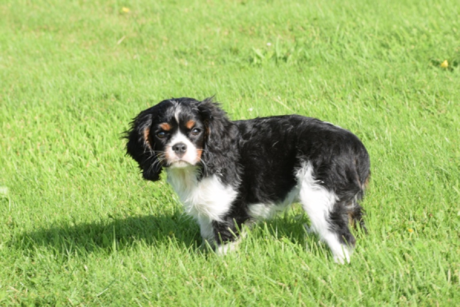 Cavalier King Charles Spaniel (reu) 64663