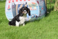 Cavalier King Charles Spaniel (reu) 64663