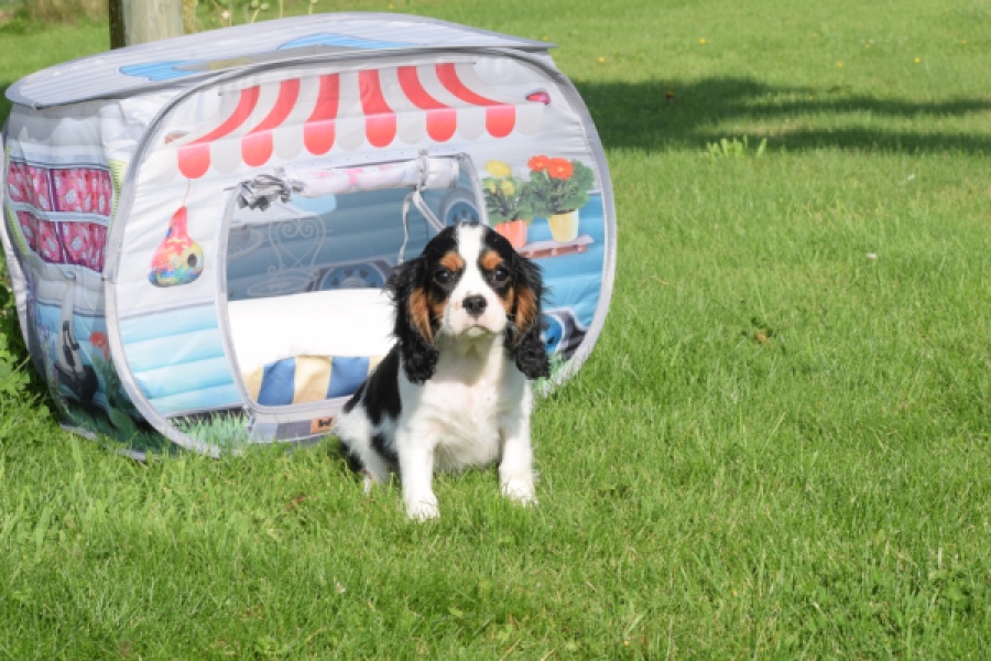 Cavalier King Charles Spaniel (reu) 60106