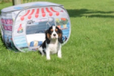 Cavalier King Charles Spaniel (reu) 60106