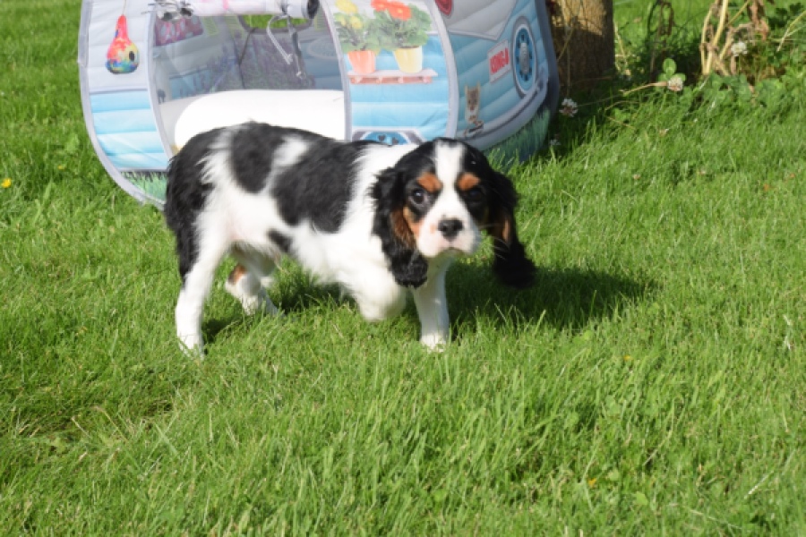 Cavalier King Charles Spaniel (reu) 60106