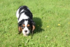 Cavalier King Charles Spaniel (reu) 60106