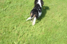 Cavalier King Charles Spaniel (reu) 60106