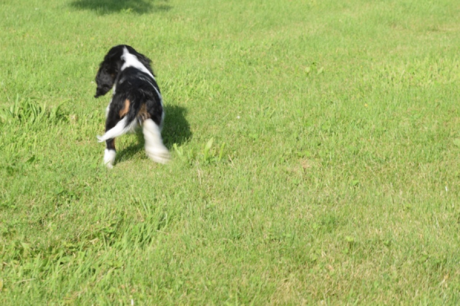 Cavalier King Charles Spaniel (reu) 60106