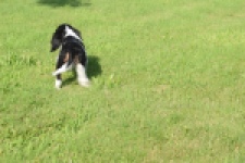 Cavalier King Charles Spaniel (reu) 60106