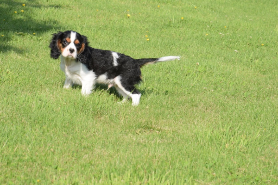 Cavalier King Charles Spaniel (reu) 60106