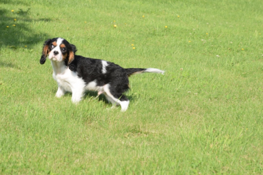 Cavalier King Charles Spaniel (reu) 60106