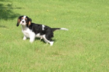 Cavalier King Charles Spaniel (reu) 60106