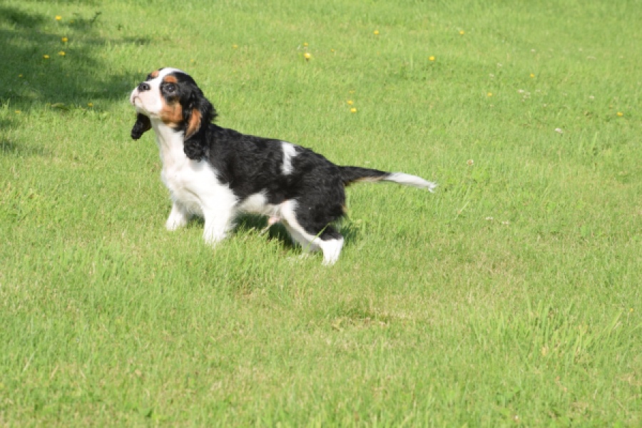 Cavalier King Charles Spaniel (reu) 60106