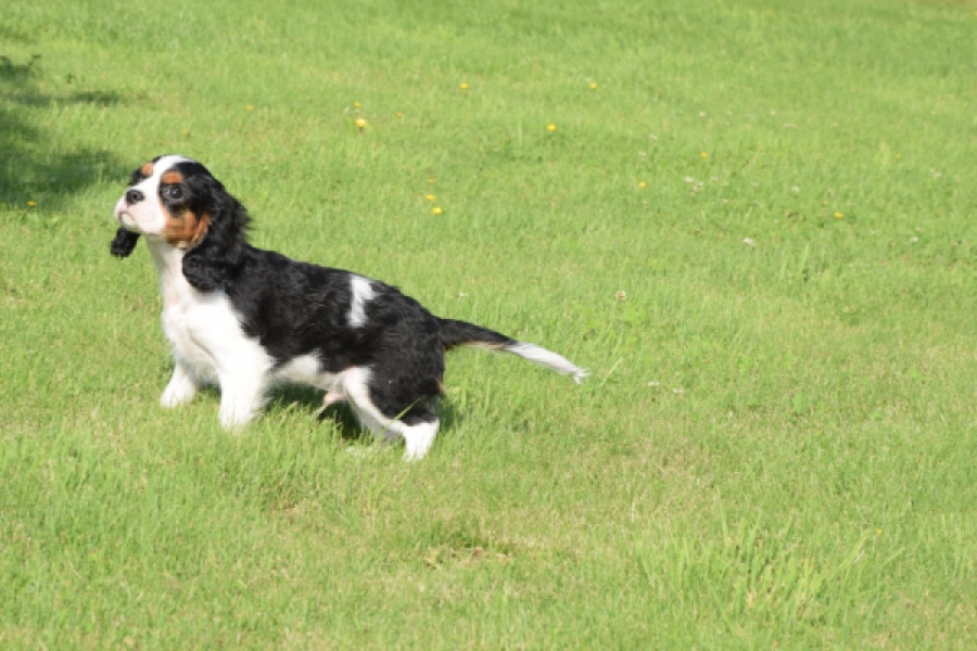 Cavalier King Charles Spaniel (reu) 60106