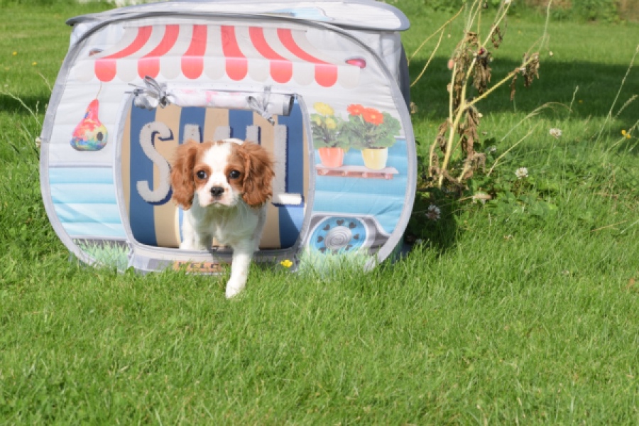 Cavalier King Charles Spaniel (teef) 64312