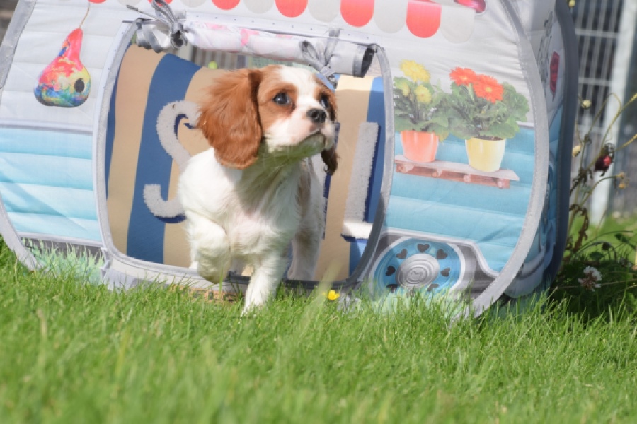 Cavalier King Charles Spaniel (teef) 64312