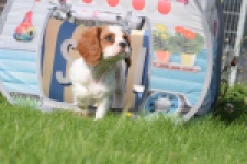 Cavalier King Charles Spaniel (teef) 64312