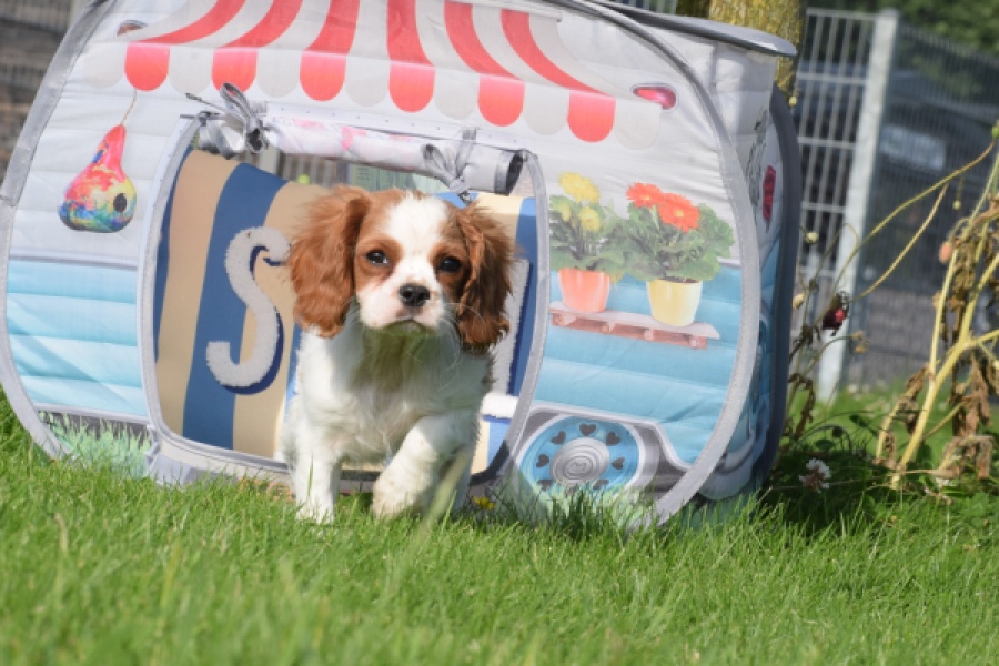 Cavalier King Charles Spaniel (teef) 64312