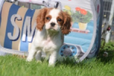 Cavalier King Charles Spaniel (teef) 64312