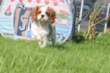 Cavalier King Charles Spaniel (teef) 64312