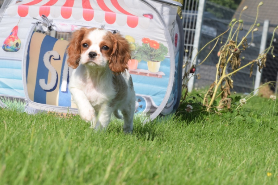 Cavalier King Charles Spaniel (teef) 64312