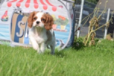 Cavalier King Charles Spaniel (teef) 64312
