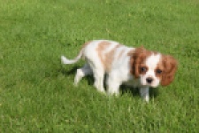 Cavalier King Charles Spaniel (teef) 64312