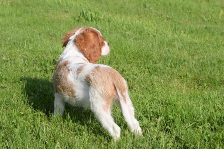 Cavalier King Charles Spaniel (teef) 64312