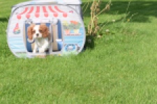 Cavalier King Charles Spaniel (teef) 64312