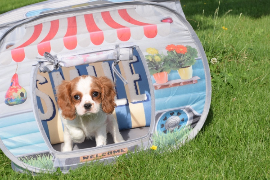 Cavalier King Charles Spaniel (teef) 64312