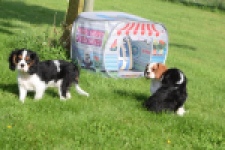 Cavalier King Charles Spaniel (reu) 60106