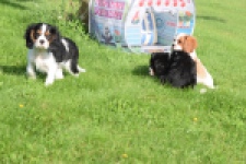 Cavalier King Charles Spaniel (reu) 60106