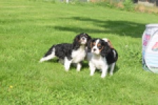 Cavalier King Charles Spaniel (reu) 60106