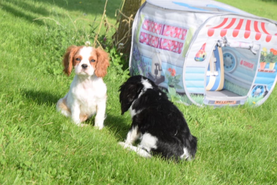 Cavalier King Charles Spaniel (teef) 64312
