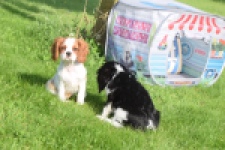 Cavalier King Charles Spaniel (teef) 64312