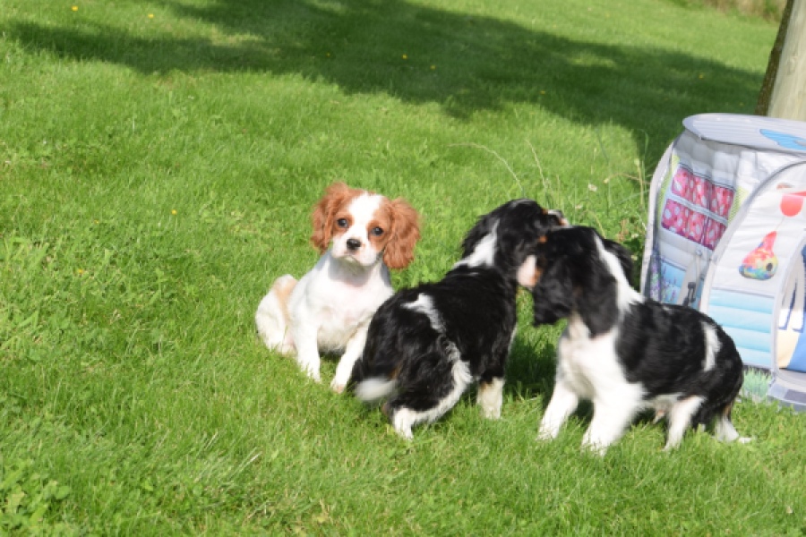 Cavalier King Charles Spaniel (teef) 64312