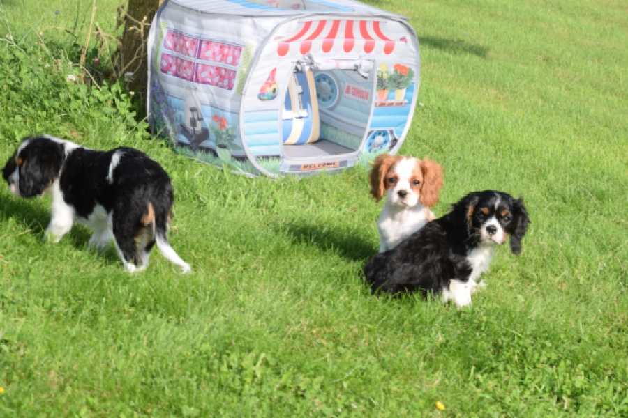 Cavalier King Charles Spaniel (reu) 64663
