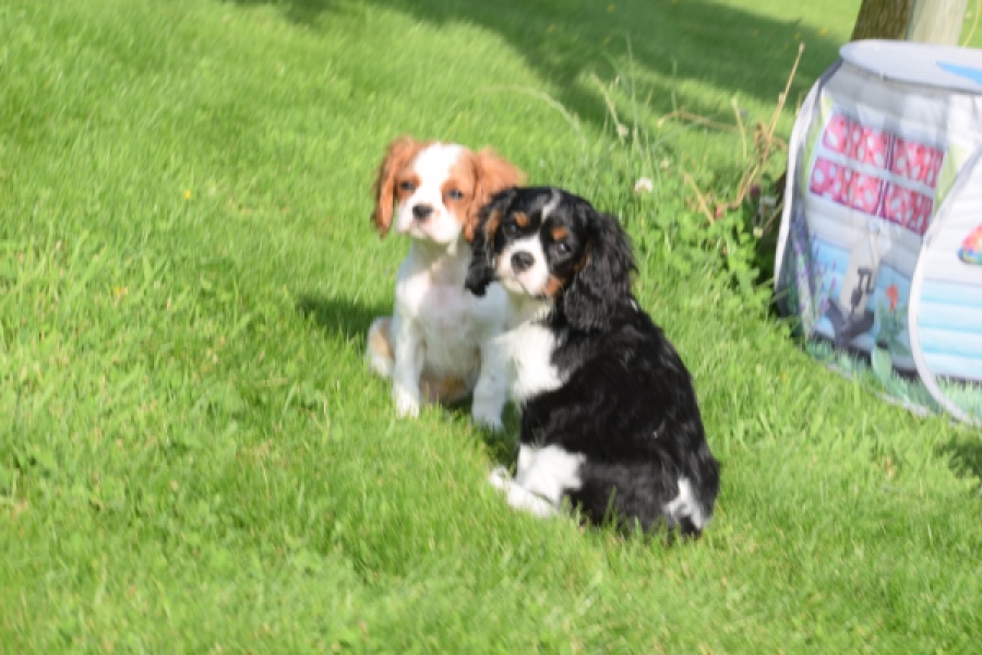 Cavalier King Charles Spaniel (reu) 64663