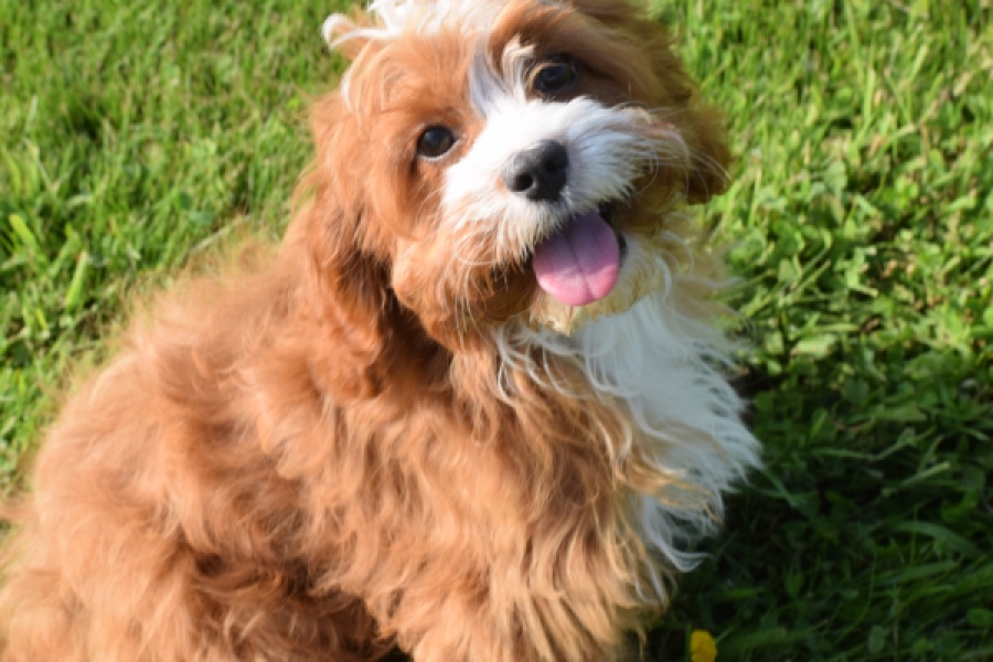 Cavapoo (reu) 65432
