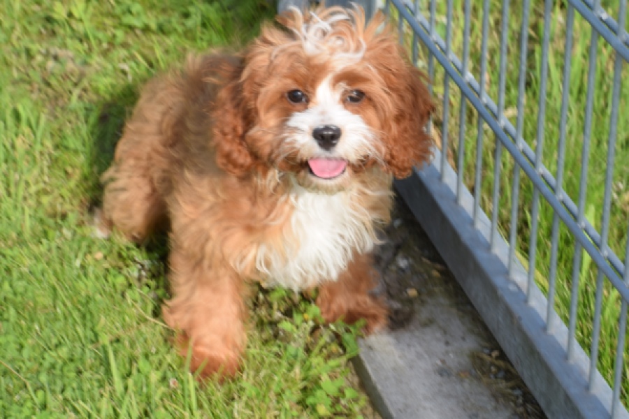 Cavapoo (reu) 65432