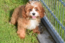 Cavapoo (reu) 65432