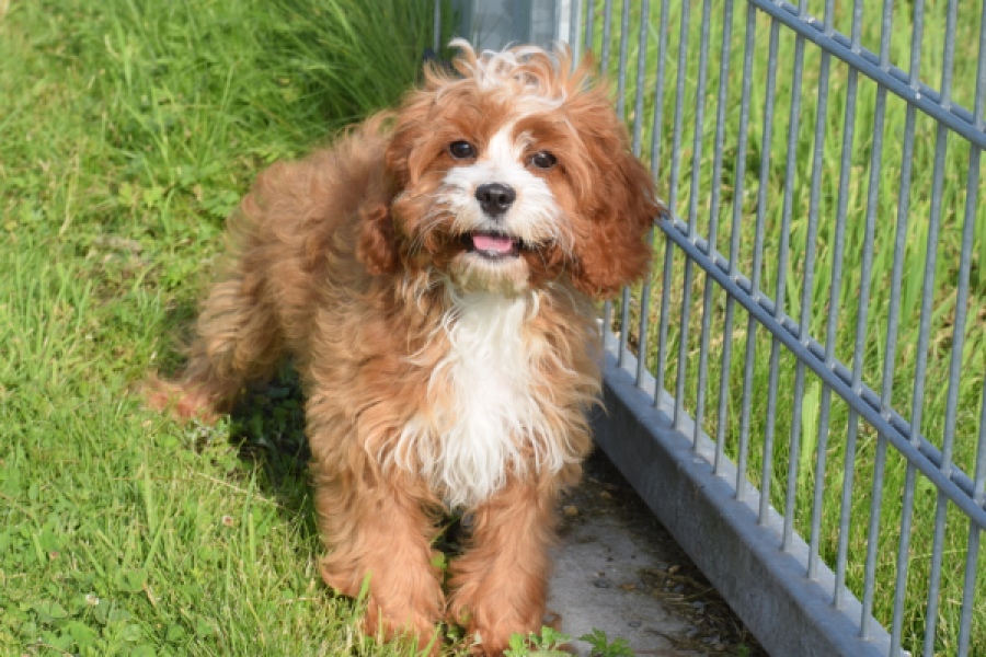 Cavapoo (reu) 65432