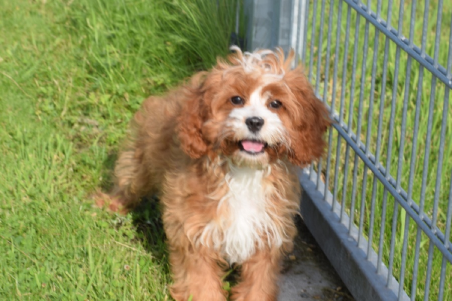 Cavapoo (reu) 65432