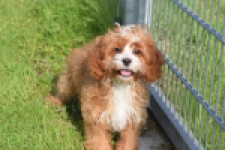 Cavapoo (reu) 65432
