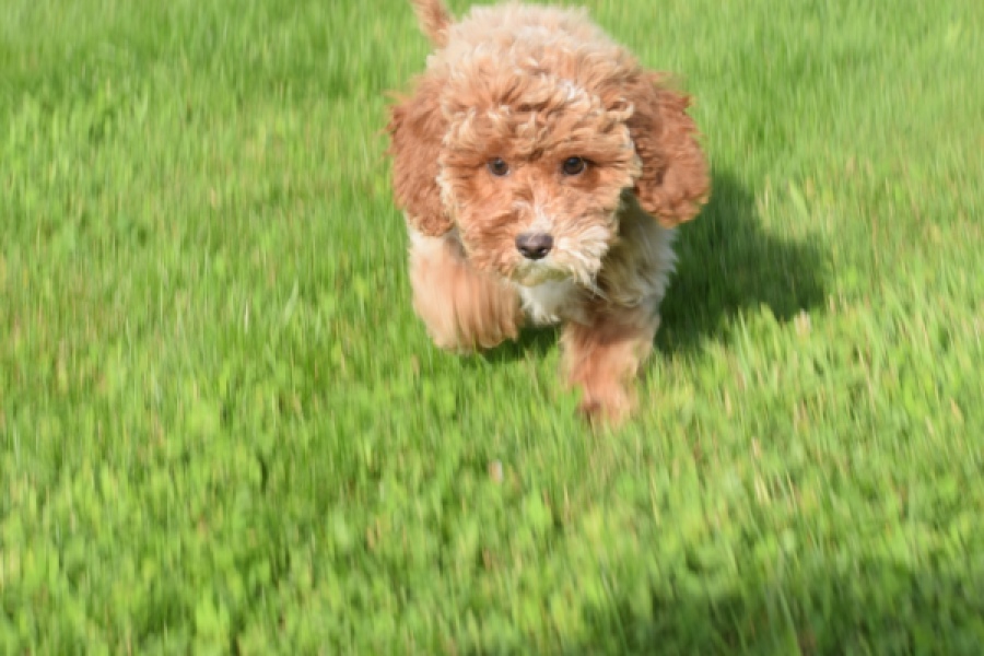 Maltipoo (reu) 64468