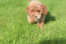 Maltipoo (reu) 64468