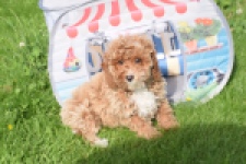 Maltipoo (reu) 64468